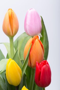 renkli taze bahar Lale çiçek buketi