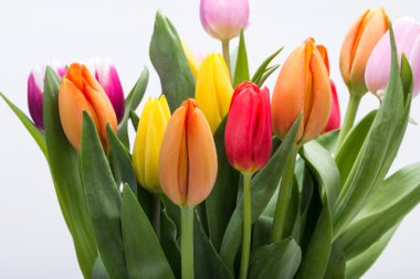 renkli taze bahar Lale çiçek buketi