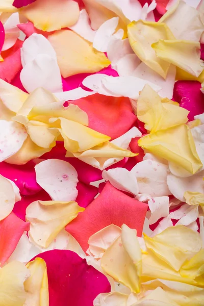 ピンクと黄色のバラの花の花弁。バック グラウンド — ストック写真