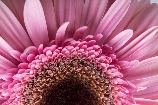 Close-up van roze gerbera bloem — Stockfoto