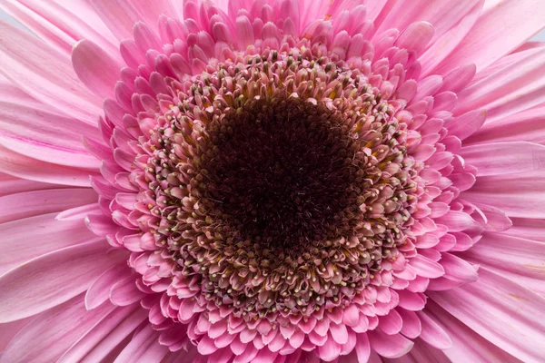 Pembe Gerbera çiçeğine yaklaş.
