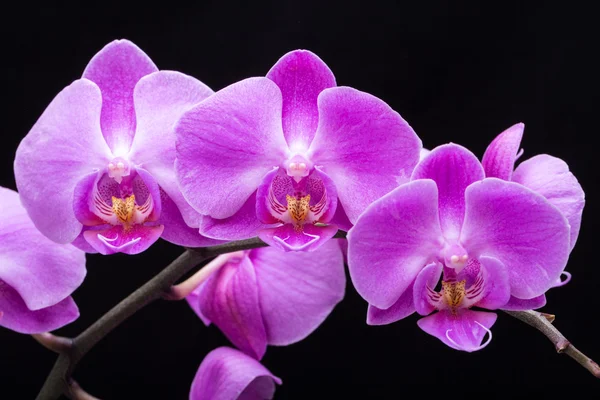 Růžový pruhovaný orchidej květina, izolovaných na bílém pozadí — Stock fotografie