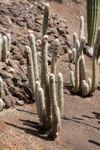 Hermosas plantas de cactus suculentas en el jardín —  Fotos de Stock