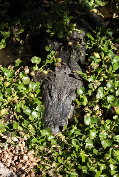 Um perigoso grande aligator em Oasis Park em Fuerteventura, Ilhas Canárias — Fotografia de Stock