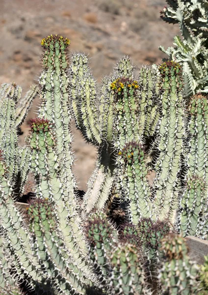 Piękne soczyste Cactus roślin w ogrodzie — Zdjęcie stockowe