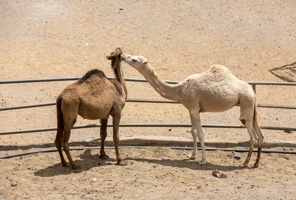 The herd of Camels on the farm — Stock Photo, Image