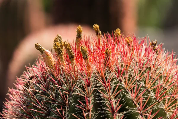 Beautiful Succulent Cactus Plants in Garden — Stock Photo, Image