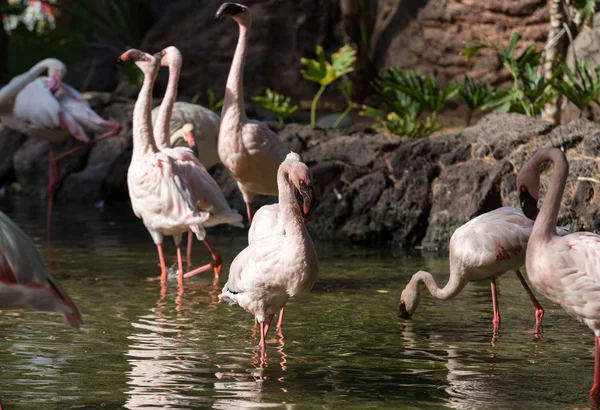 Nice pink big bird Greater Flamingo, Phoenicopterus ruber — Stock Photo, Image