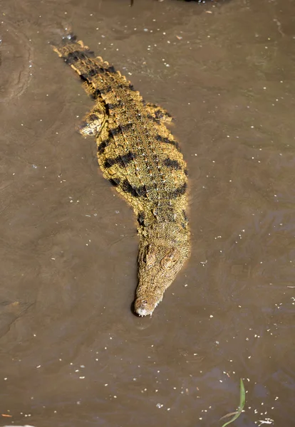 Az Oasis Park, Fuerteventura, Kanári-szigetek egy veszélyes krokodil — Stock Fotó