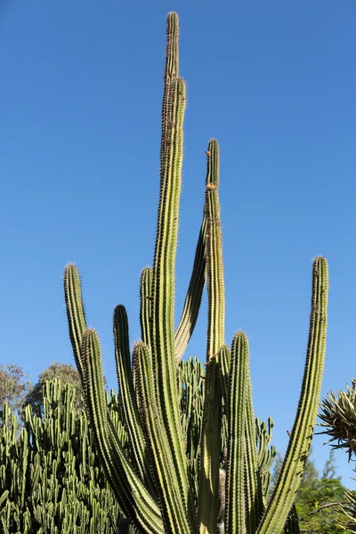 Dev Organ boru kaktüs Fuerteventura, Kanarya Adaları, İspanya — Stok fotoğraf