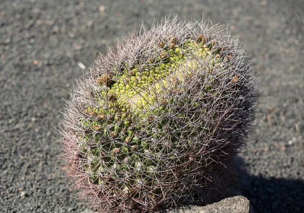 庭の美しい多肉サボテン植物 — ストック写真