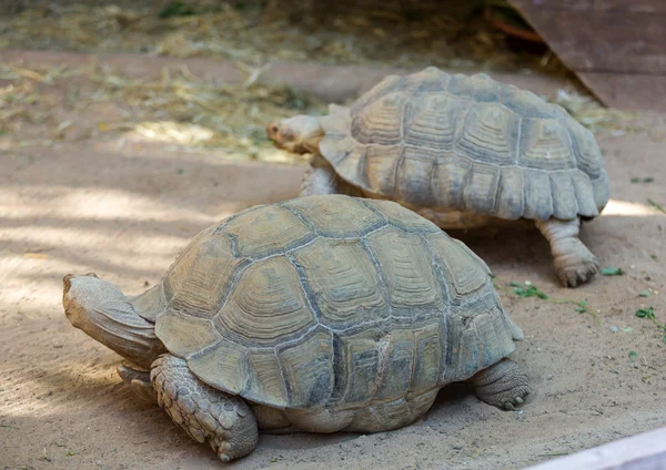 Giant tortoises in Oasis Park on Fuerteventura, Canary Island — Stock Photo, Image