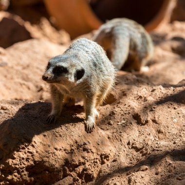 Meerkat Muhafız (Suricata suricatta standları) 