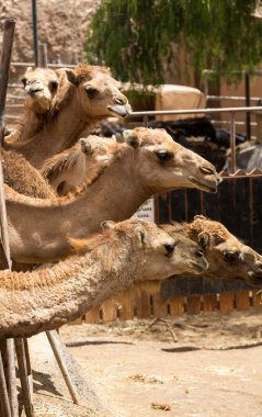 Çiftlikte deve sürüsü