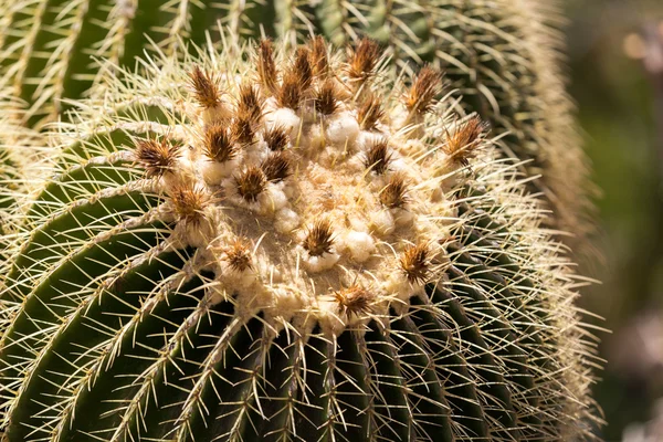 Echinocactus grusonii, popularly known as the golden barrel cactus, golden ball or, amusingly, mother-in-law's cushion, — Stock Photo, Image