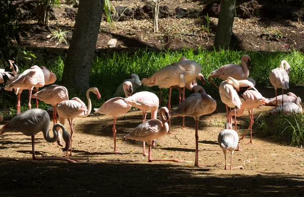 Большая розовая птица Большой Фламинго, Phoenicopterus ruber — стоковое фото