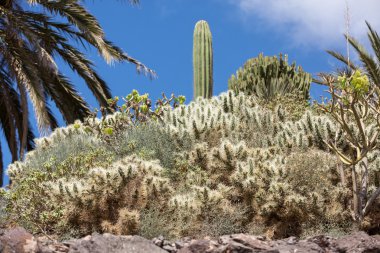 Bahçe içinde güzel etli kaktüs bitkileri