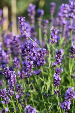 İri ve gür bahçeler, 