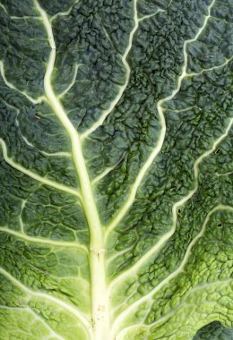 Bir doku olarak taze lahana yaprağı 