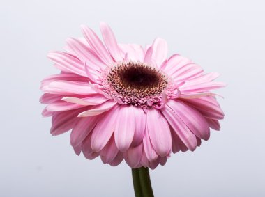 Pembe Gerbera çiçeğine yaklaş.