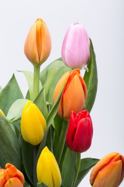 renkli taze bahar Lale çiçek buketi