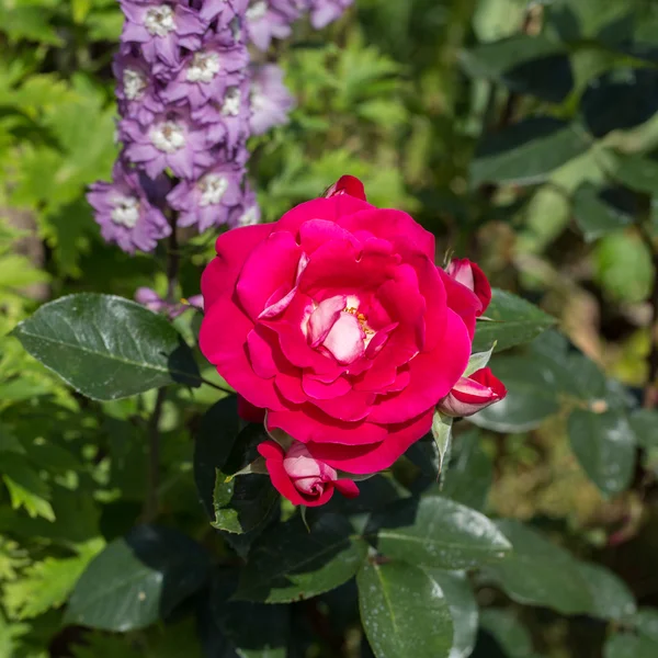 Červené růže na větvi v zahradě — Stock fotografie