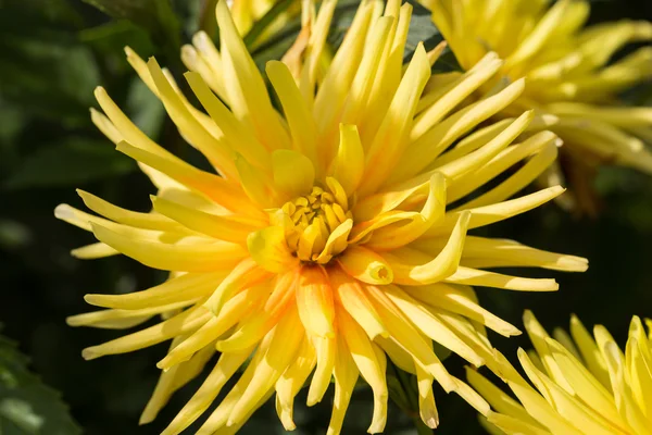 Primer plano de la flor de dalia amarilla en el jardín —  Fotos de Stock