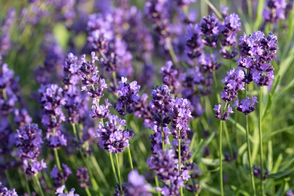 Gardens with the flourishing lavender — Stock Photo, Image