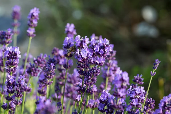 Jardins com a lavanda florescente — Fotografia de Stock