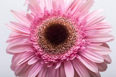Pembe Gerbera çiçeğine yaklaş.