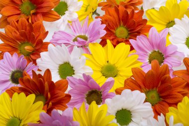 Arka plan resmi renkli papatya çiçek