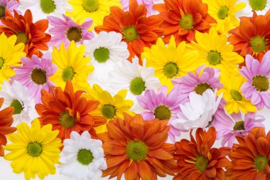 Arka plan resmi renkli papatya çiçek