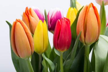 renkli taze bahar Lale çiçek buketi