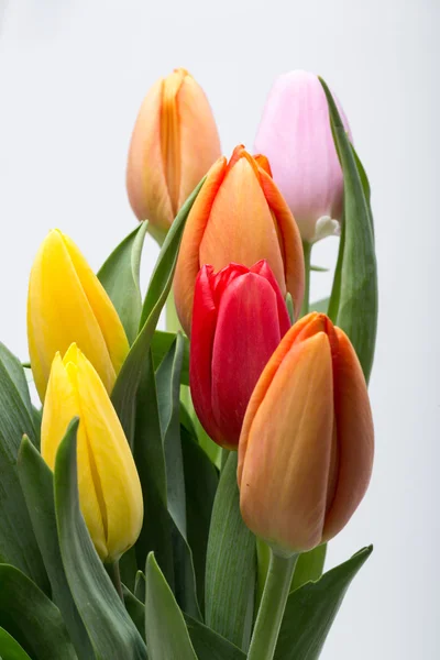 Bunter Strauß frischer Frühlingsblumen — Stockfoto