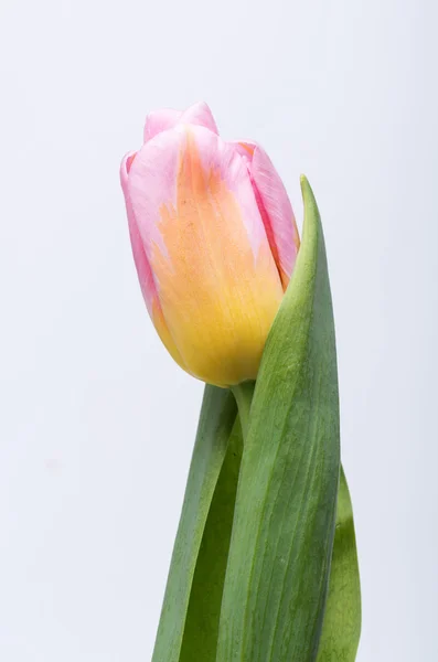 Frischer Frühling rosa Tulpe Blume — Stockfoto