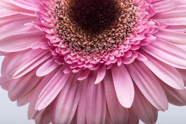 Primo piano di fiore di gerbera rosa — Foto Stock