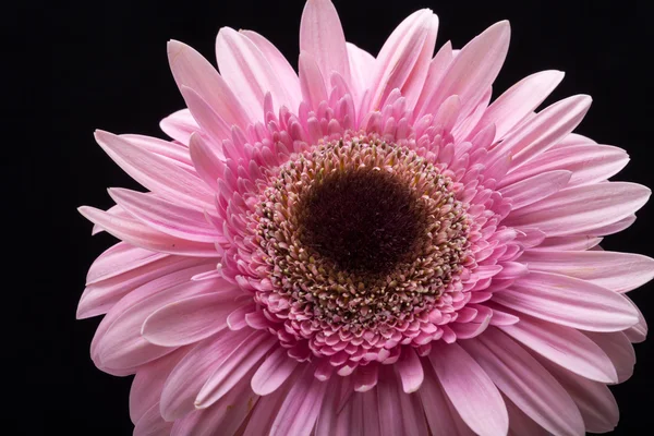 Close-up van roze gerbera bloem — Stockfoto