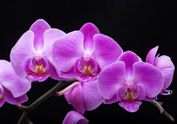 Flor de orquídea rosa listrada, isolada no fundo preto — Fotografia de Stock