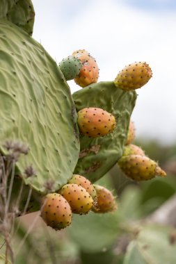 Opuntia ficus-indica, dünyanın kurak ve yarı kurak bölgelerinde tarım ekonomileri için önemli olan uzun zamandır evcilleştirilmiş bir ekin bitkisidir..