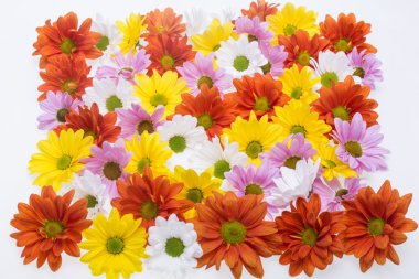 Arka plan resmi renkli papatya çiçek