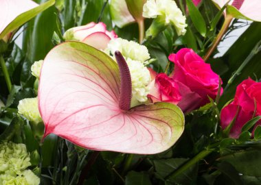 güzel buket taze kırmızı güller ve Antoryum