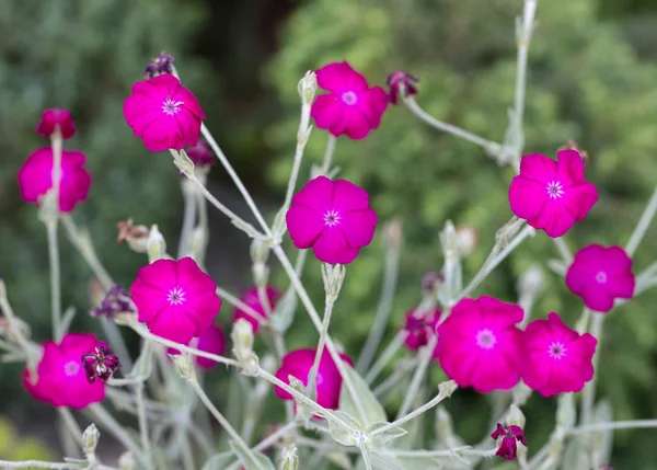 Macizo de flores con Rose campion (Lychnis coronaria) —  Fotos de Stock