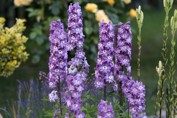 Flor de Delphinium púrpura en jardín —  Fotos de Stock