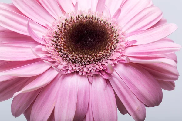 Nahaufnahme einer rosa Gerbera-Blume — Stockfoto
