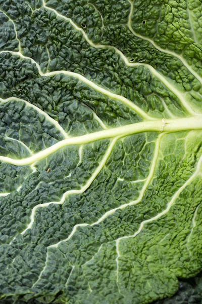 Hoja de col de col fresca como textura — Foto de Stock