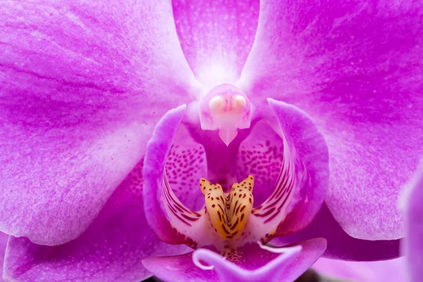 Крупним планом рожева смугаста квітка орхідеї — стокове фото