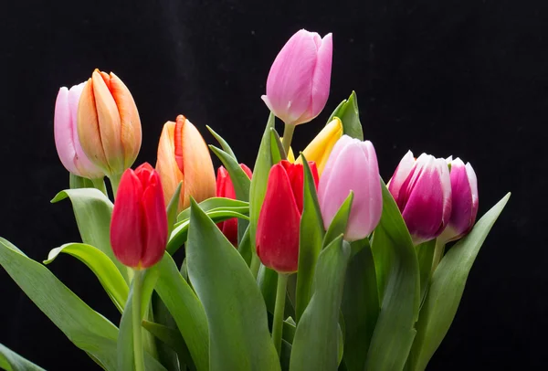 Barevné kytice svěží jarní Tulipán — Stock fotografie