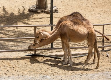 Çiftlikte deve sürüsü