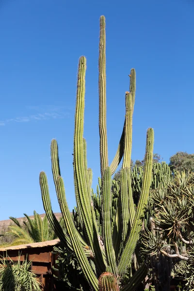 Óriás orgonasíp kaktusz, Fuerteventura, Kanári-szigetek, Spanyolország — Stock Fotó