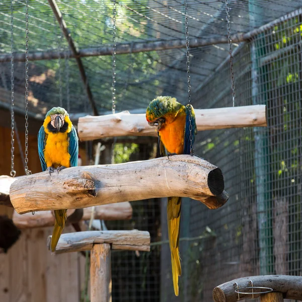 Günlük üzerinde oturan renkli çift Amerika papağanı. — Stok fotoğraf